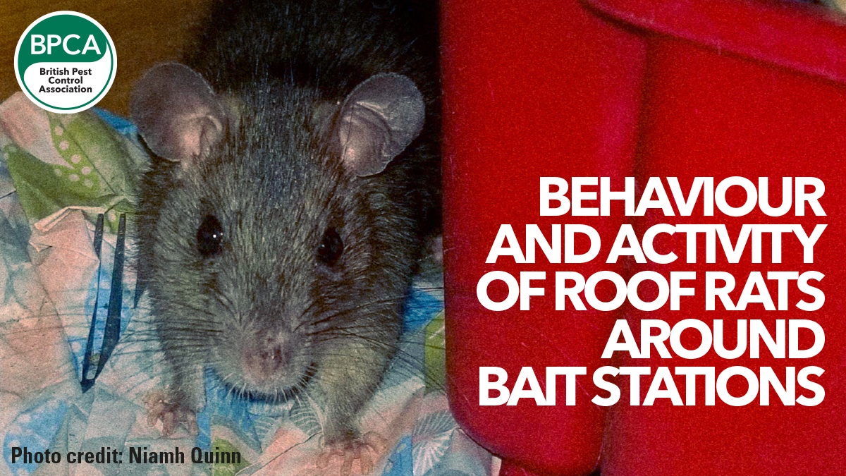 Rats bait hero Rats bait hero